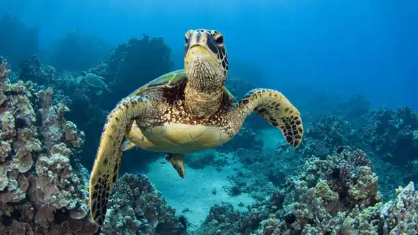 Conservation International
